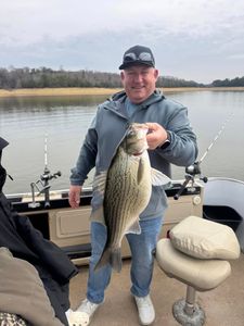 A 21-inch wiper (hybrid striped bass) caught by a person in Rutledge