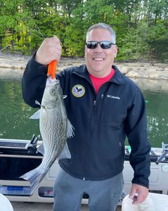 Wiper (Hybrid striped bass) caught while fishing in TN