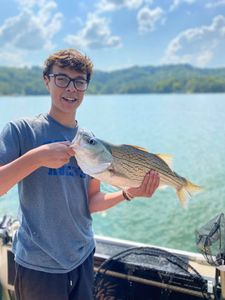 A wiper (hybrid striped bass) fish caught in TN