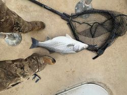Wiper (Hybrid striped bass) caught in Rutledge