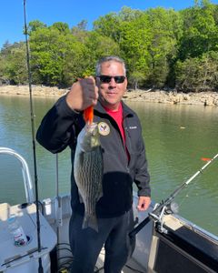 Wiper (Hybrid striped bass) fish caught while fishing in TN
