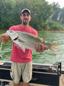Angler holding a large wiper (hybrid striped bass) caught while fishing in Rutledge