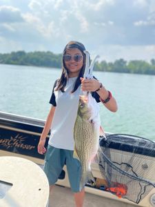 Wiper (Hybrid striped bass) fish caught in TN