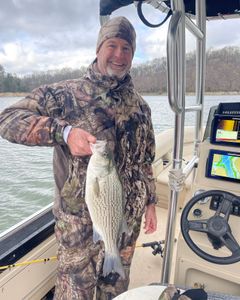 Wiper (Hybrid striped bass) fish caught in TN