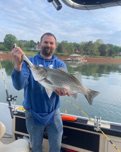 Wiper (Hybrid striped bass) fish caught in TN