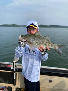 Wiper (Hybrid striped bass) caught fishing in TN