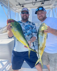 Two large mahi mahi or common dolphinfish caught in DE