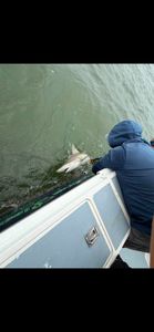 Blacktip shark caught while fishing in Lewes DE waters