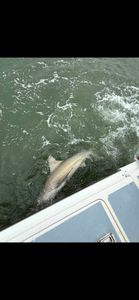 Blacktip shark swimming near fishing boat in Lewes Delaware waters
