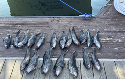 13 fish caught in DE during fishing trip