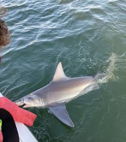 Sandbar shark caught while fishing in Lewes