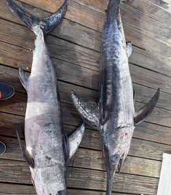 Two swordfish caught in Lewes