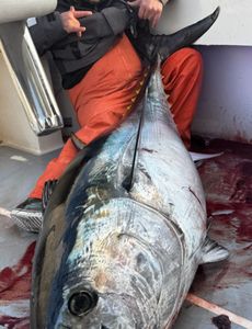 Yellowfin tuna caught while fishing in DE