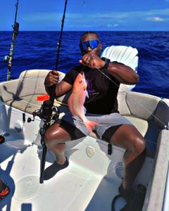 Bright snapper on deep-blue water.