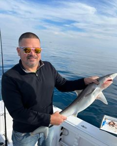 Atlantic Sharpnose Shark, 12 inches, fishing in SC