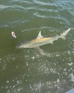 Blacktip Shark caught in SC