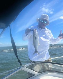 Bluefish caught while fishing in Mount Pleasant
