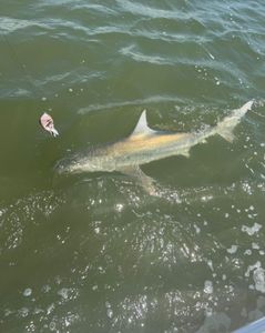 Shark in Charleston, SC