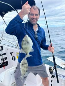 Two grey triggerfish and black drum caught while fishing in South Carolina