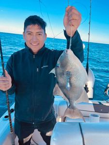 Grey Triggerfish caught in SC