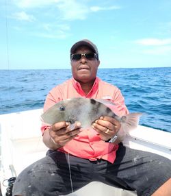 Grey Triggerfish caught while fishing in Mount Pleasant
