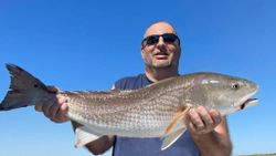 Photograph of a 31-inch Redfish caught while fishing in Mount Pleasant