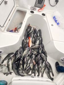 3 sea bass caught in mount pleasant