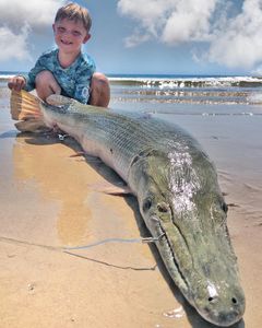 Alligator Gar from Texas