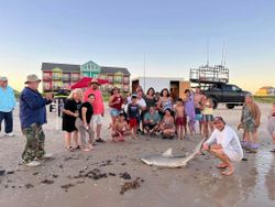 Photograph of an Atlantic Sharpnose Shark, a 36-inch fish caught on Bolivar Peninsula