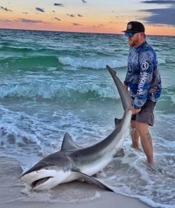 Bonnethead shark caught while fishing in TX