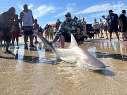 A Sandbar Shark, a 140-inch big fish, caught in TX