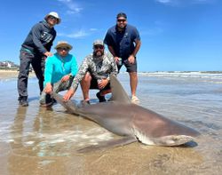 Sandbar shark, 58 inches long, being caught by 4 people on the Bolivar Peninsula