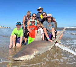 Sandbar shark fishing in TX