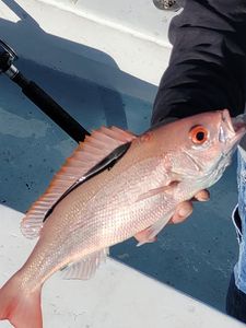 Perdido Key fishing Snapper