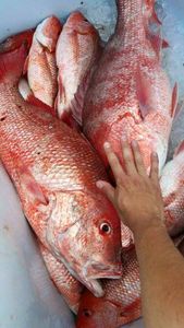 Reached our Snapper Limits in Perdido Key