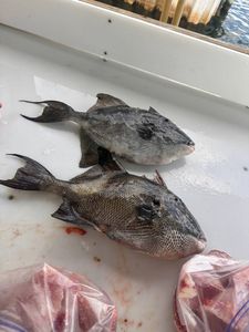 Two grey triggerfish caught in Florida