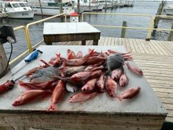Four fish caught while fishing in Florida