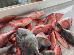 Three Atlantic Sailfish caught in Pensacola