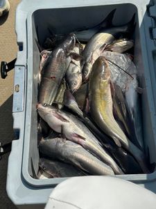 Three blue catfish caught while fishing in TX