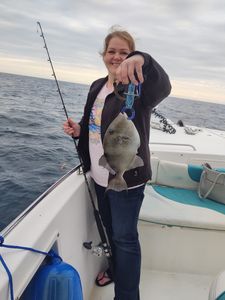 Grey Triggerfish Fishing In Destin, FL
