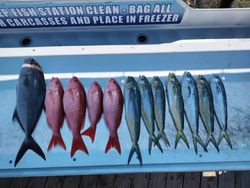 10 blue runner and bluefish in Florida