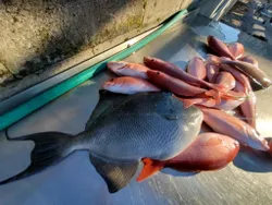 Grey Triggerfish caught while fishing in FL