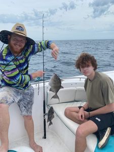 A single grey triggerfish caught by two people in Shalimar