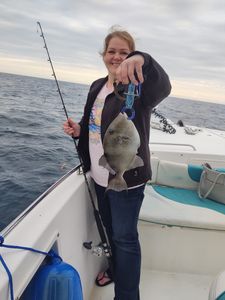 A grey triggerfish caught during a fishing trip in Shalimar