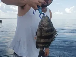 Sheepshead fish caught in Shalimar