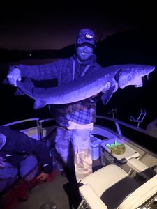 A lone lake sturgeon caught during a fishing tour in Stillwater