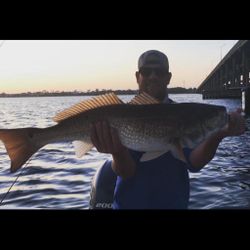 Redfish caught by angler in Pensacola