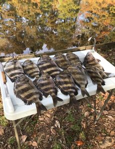 5 Sheepshead, Black Drum, and Sheepshead fish caught in Pensacola