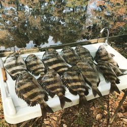Five sheepshead fish caught in FL