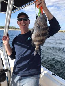 A sheepshead fish caught fishing in Pensacola